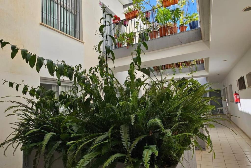 מאלגה Suite Trinidad Centro מראה חיצוני תמונה